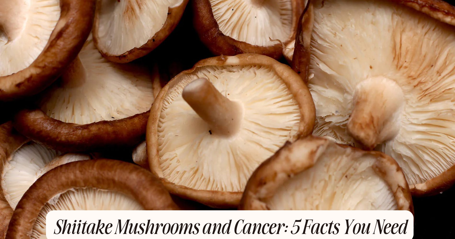 shiitake mushrooms and cancer