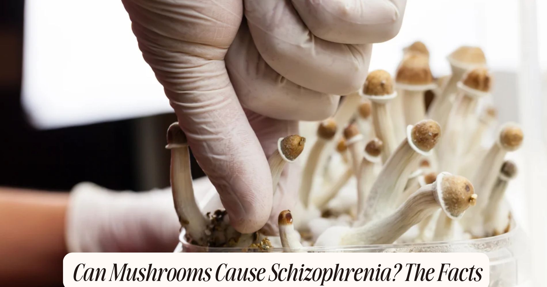 can mushrooms cause schizophrenia