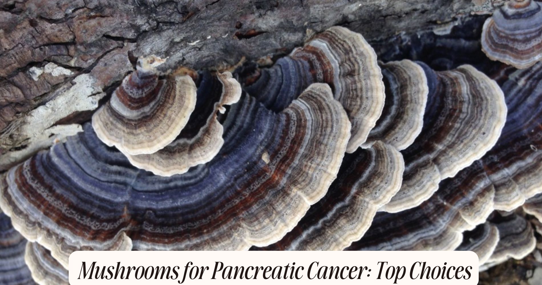 mushrooms for pancreatic cancer