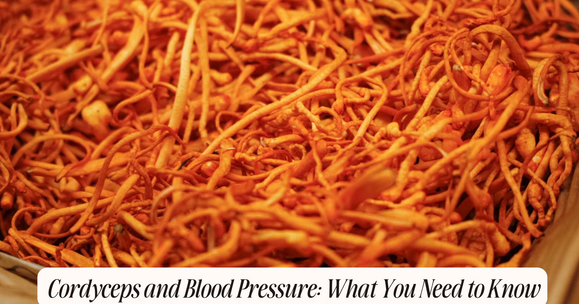 cordyceps and blood pressure