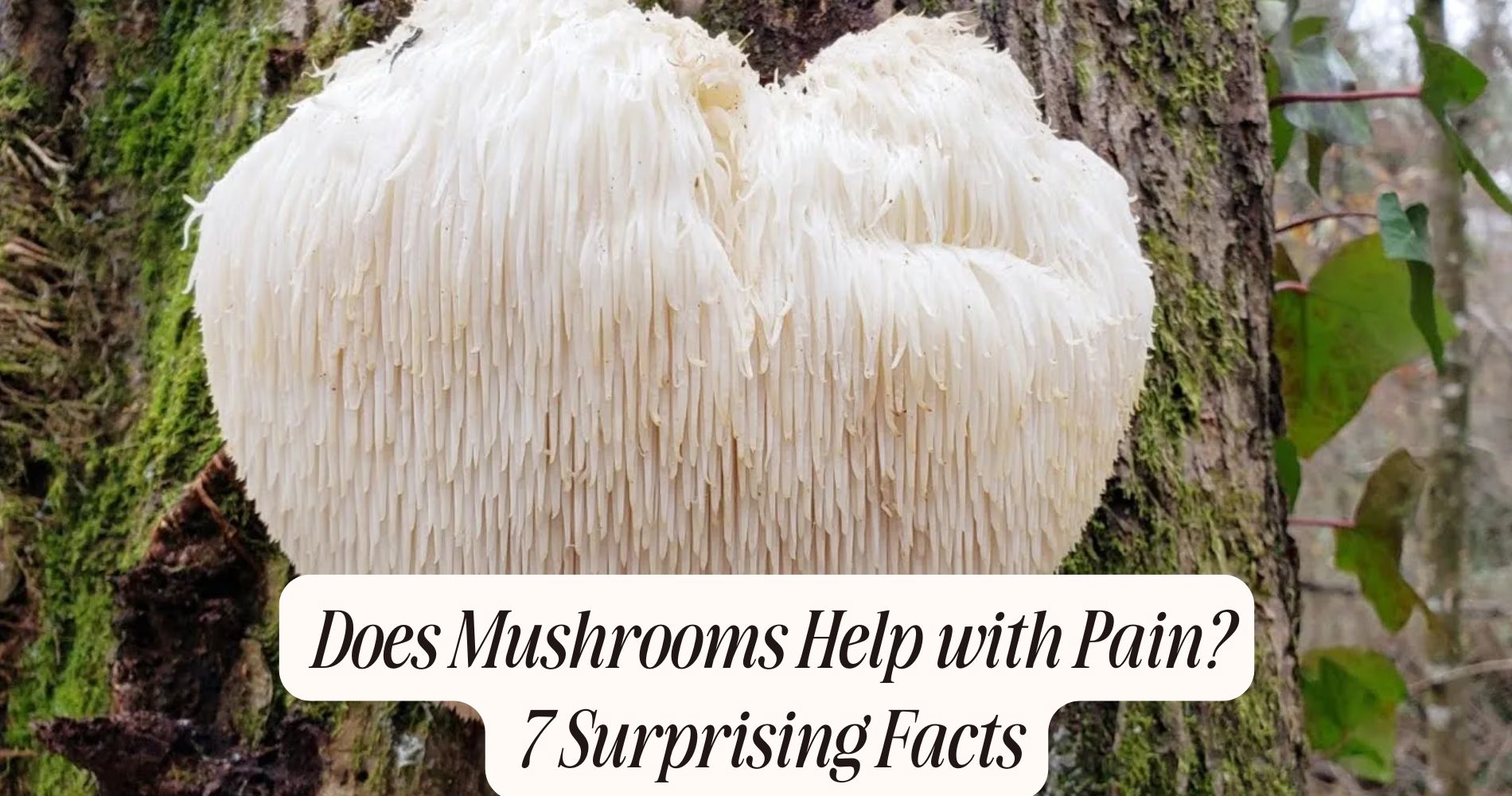 does mushrooms help with pain