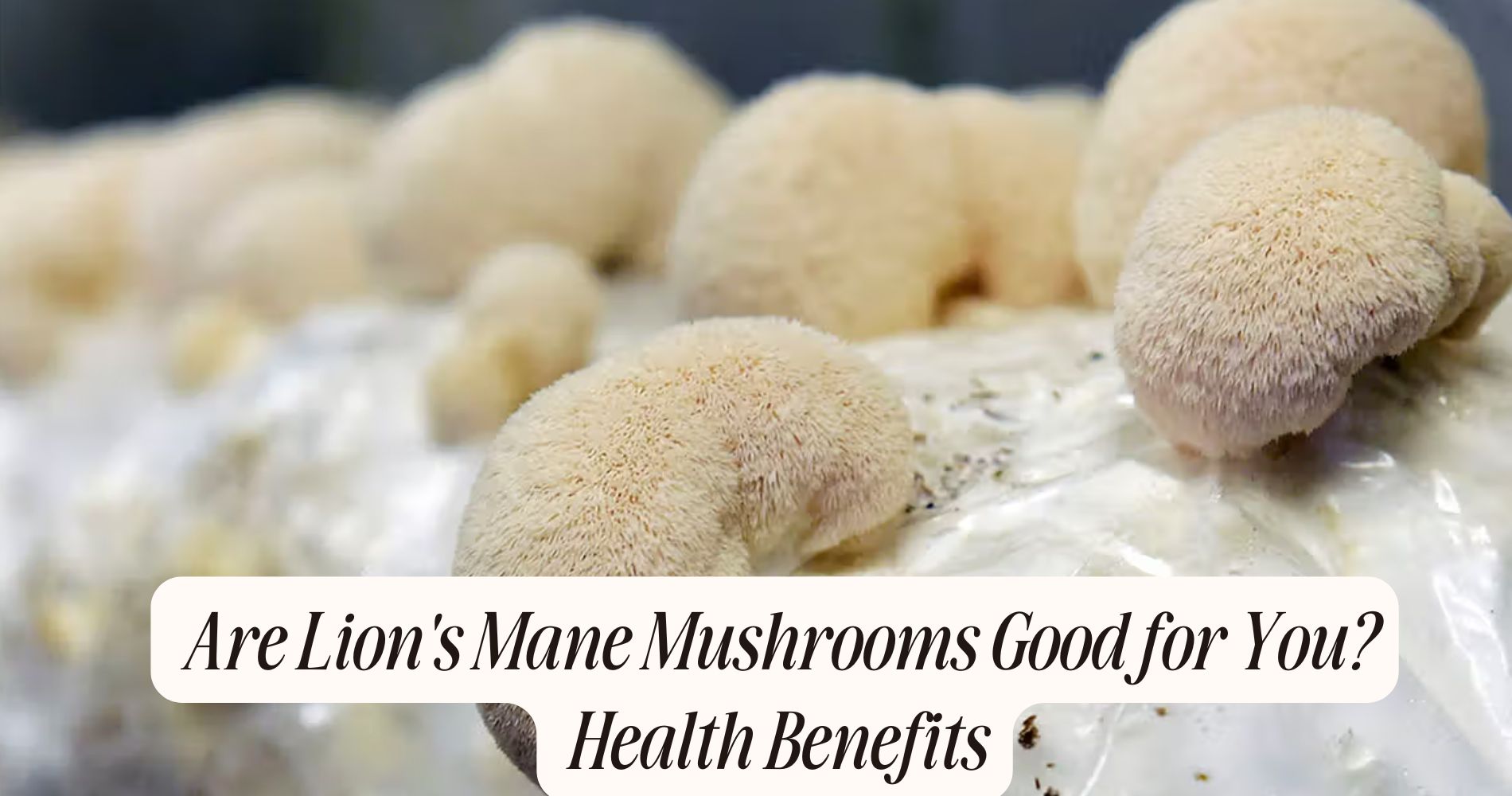 are lion's mane mushrooms good for you