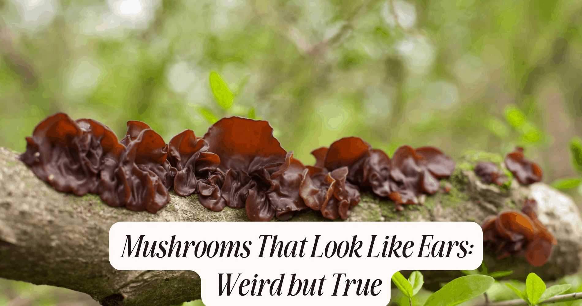 mushrooms that look like ears