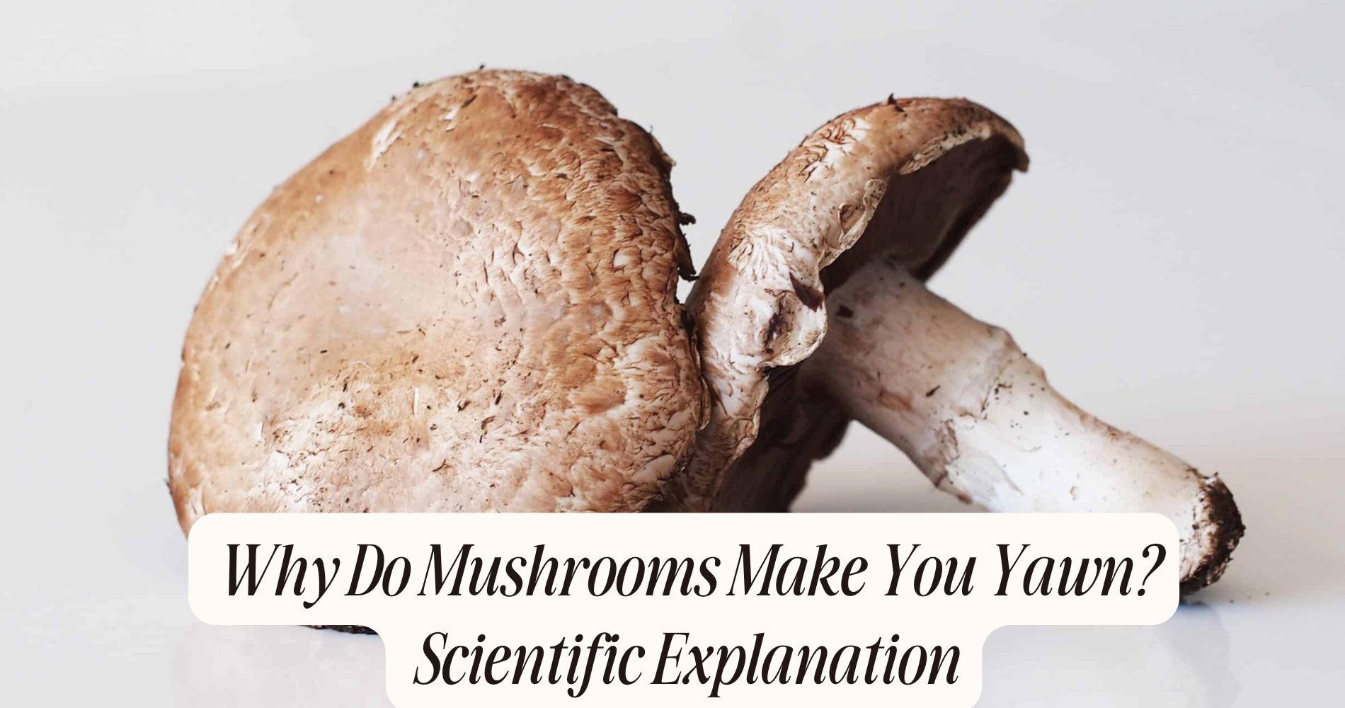 why do mushrooms make you yawn