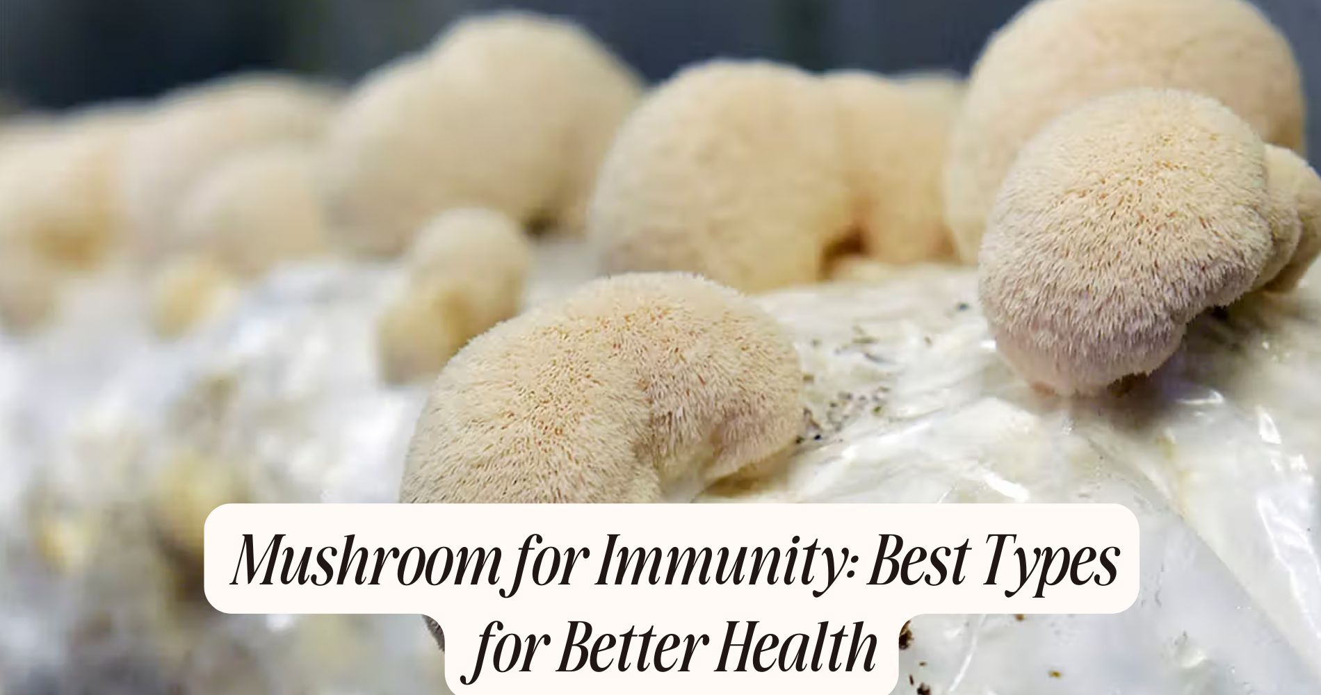 mushroom for immunity