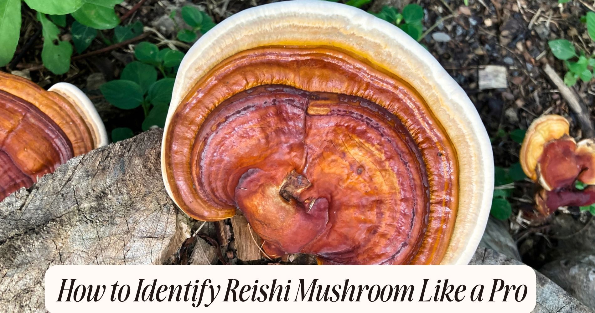 how to identify reishi mushroom