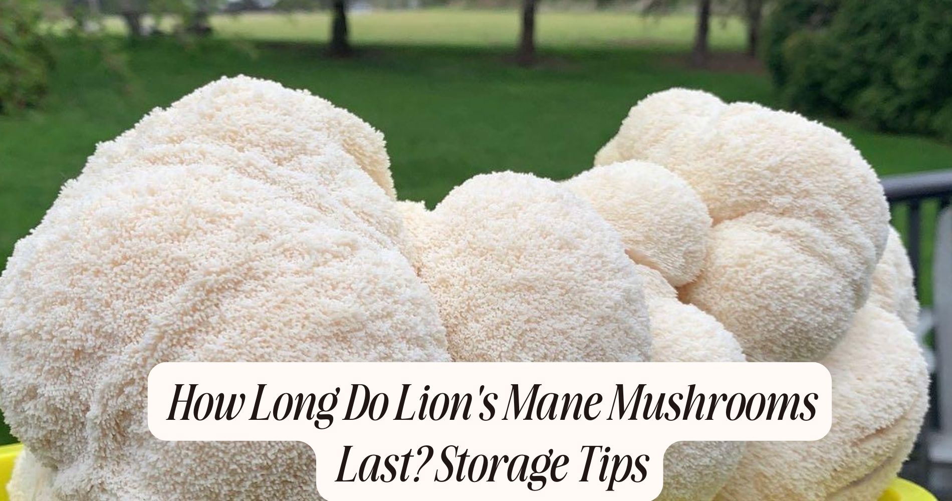 how long do lion's mane mushrooms last