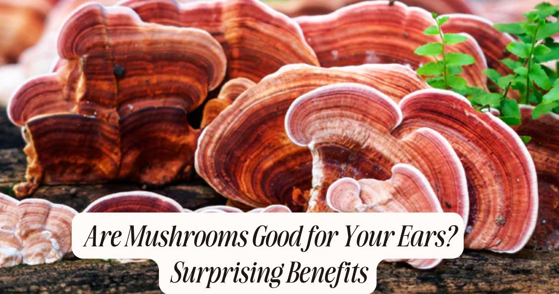 are mushrooms good for your ears