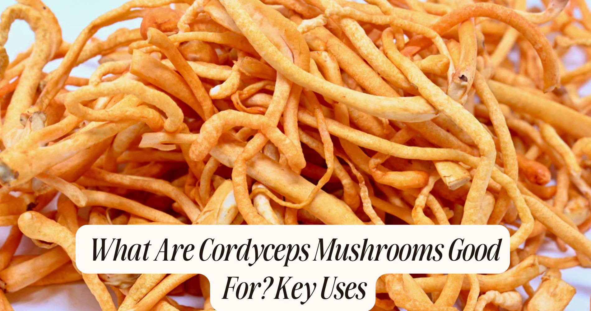 what are cordyceps mushrooms good for