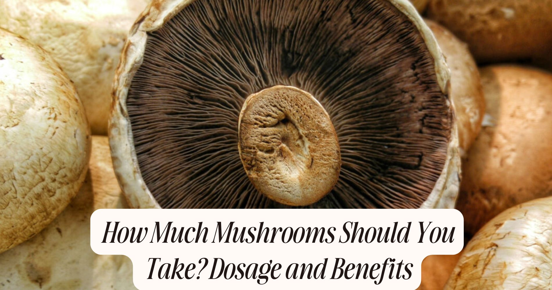 how much mushrooms should you take