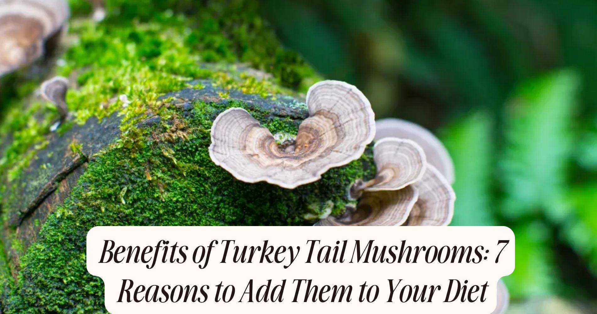 benefits of turkey tail mushrooms