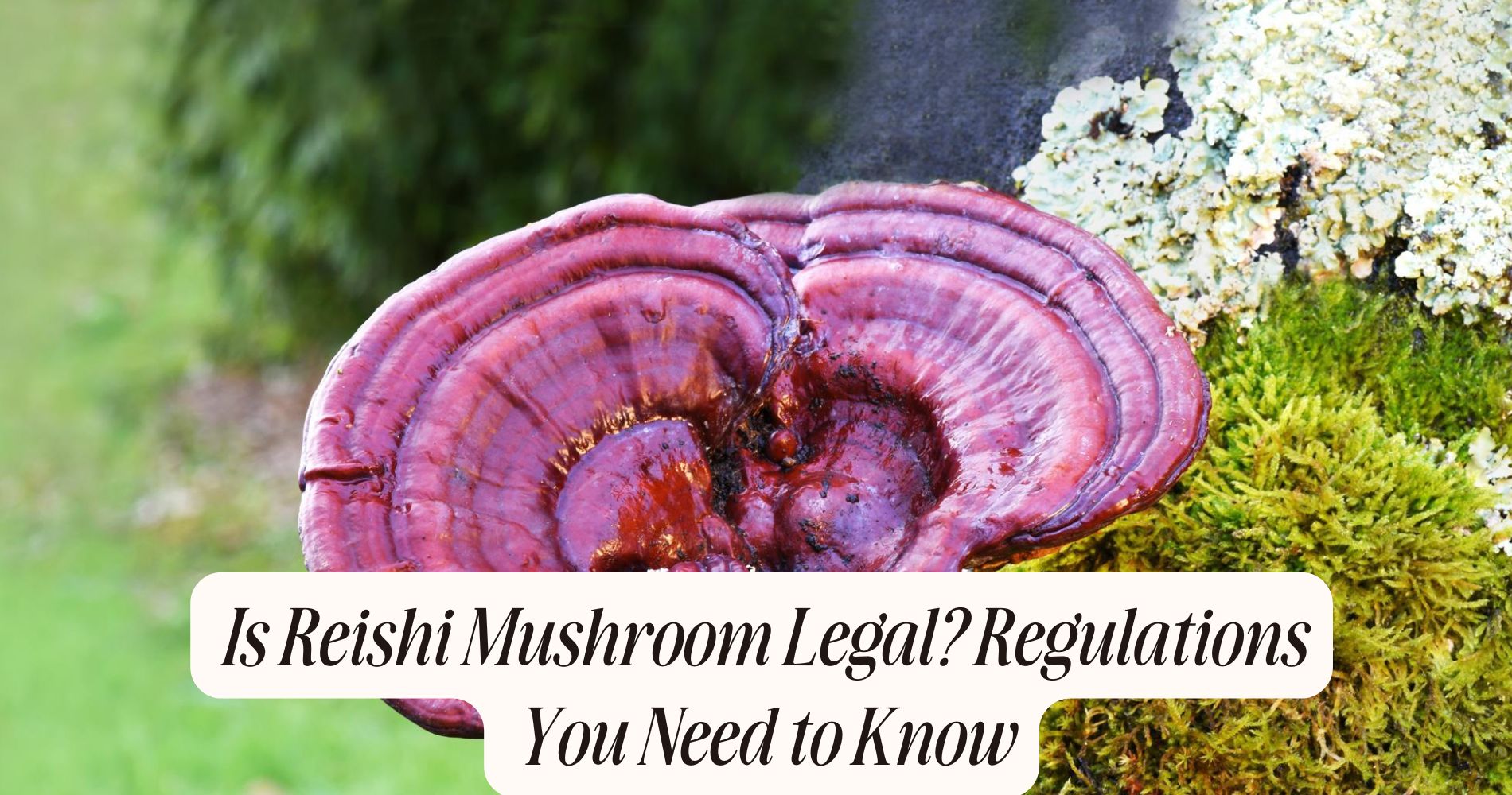 is reishi mushroom legal