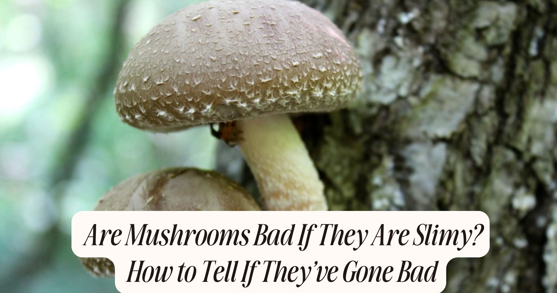 are mushrooms bad if they are slimy