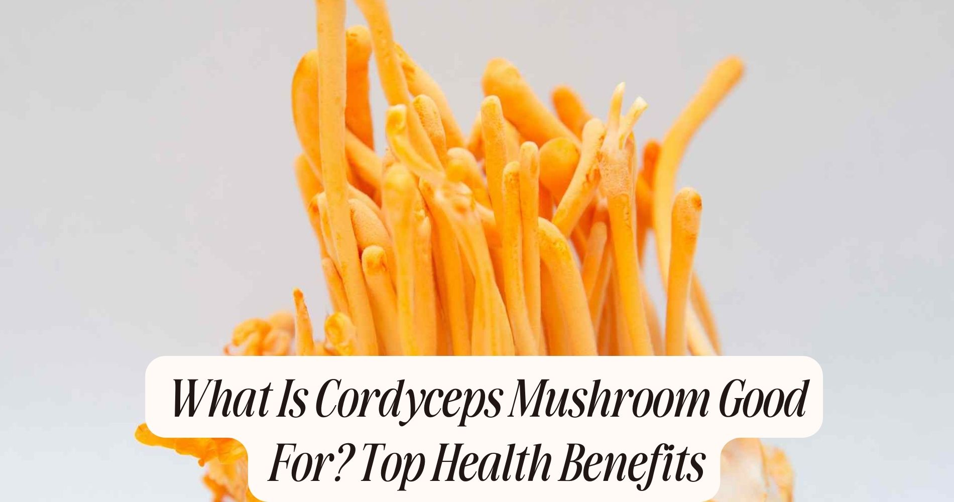 what is cordyceps mushroom good for