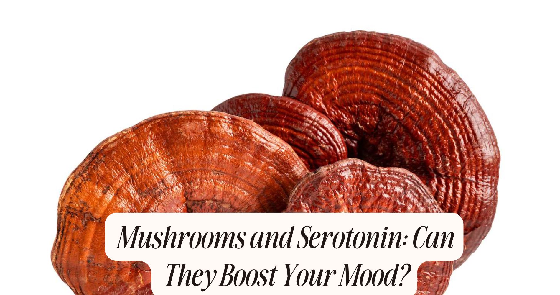 mushrooms and serotonin