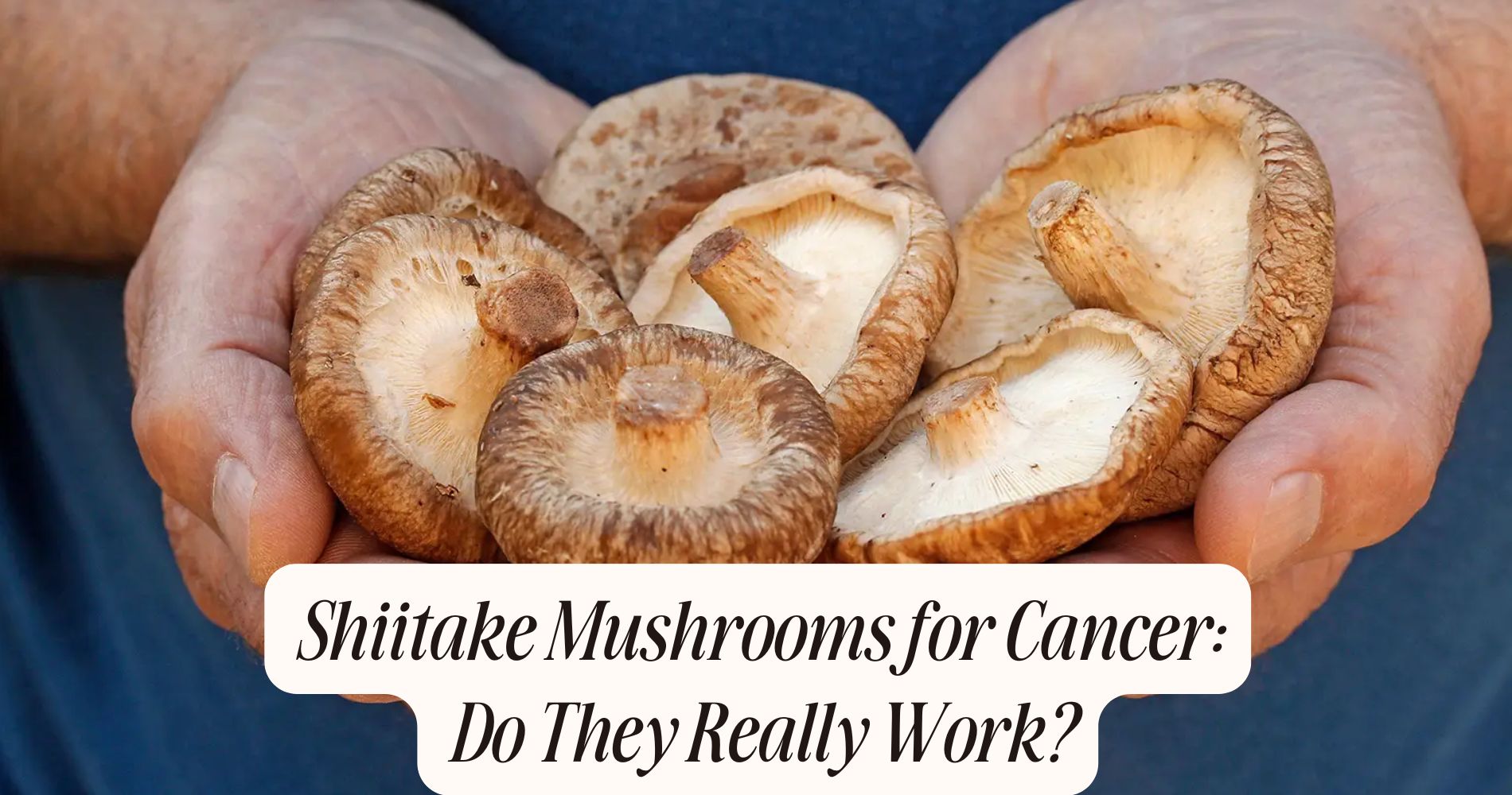 shiitake mushrooms for cancer