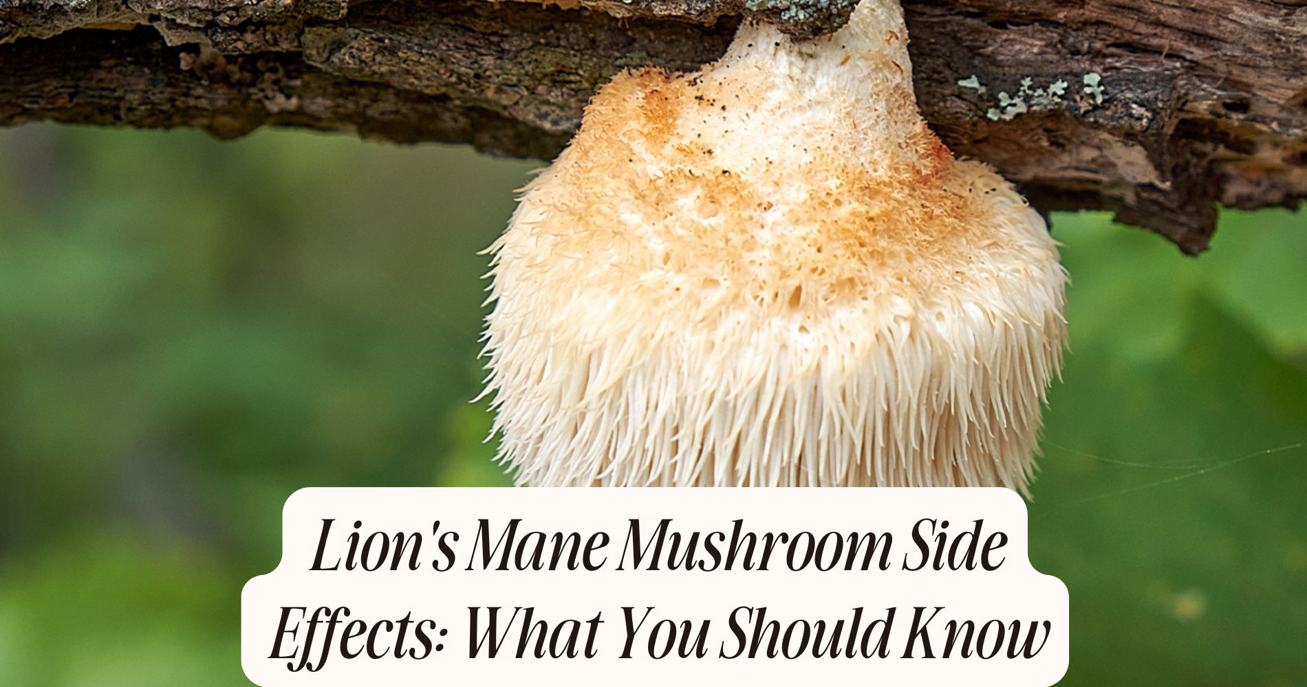 lion's mane mushroom side effect