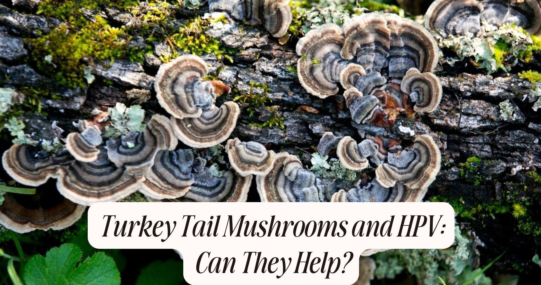 turkey tail mushrooms and hpv