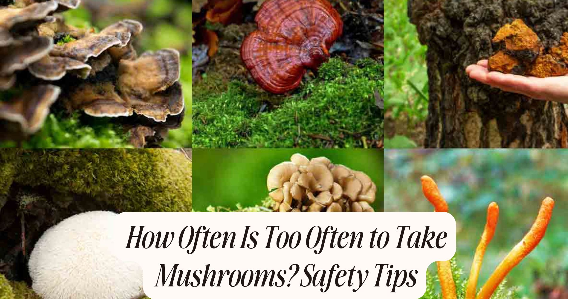how often is too often to take mushrooms