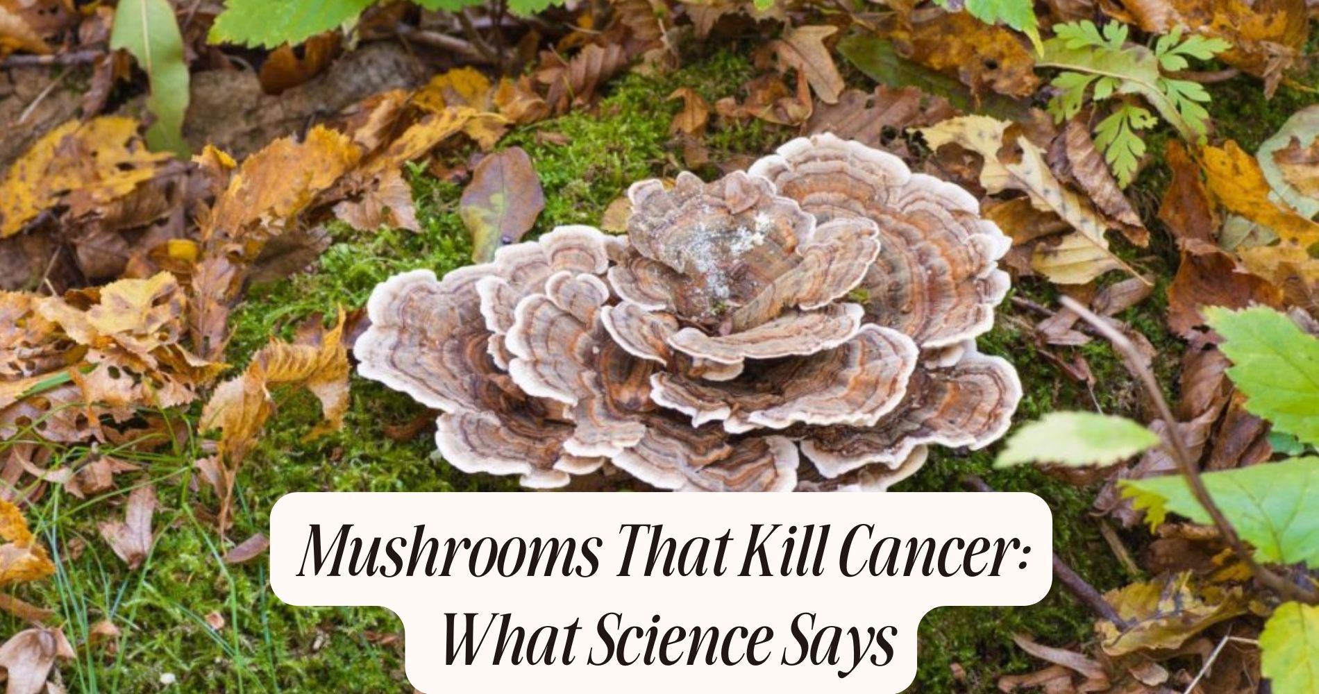 mushrooms that kill cancer