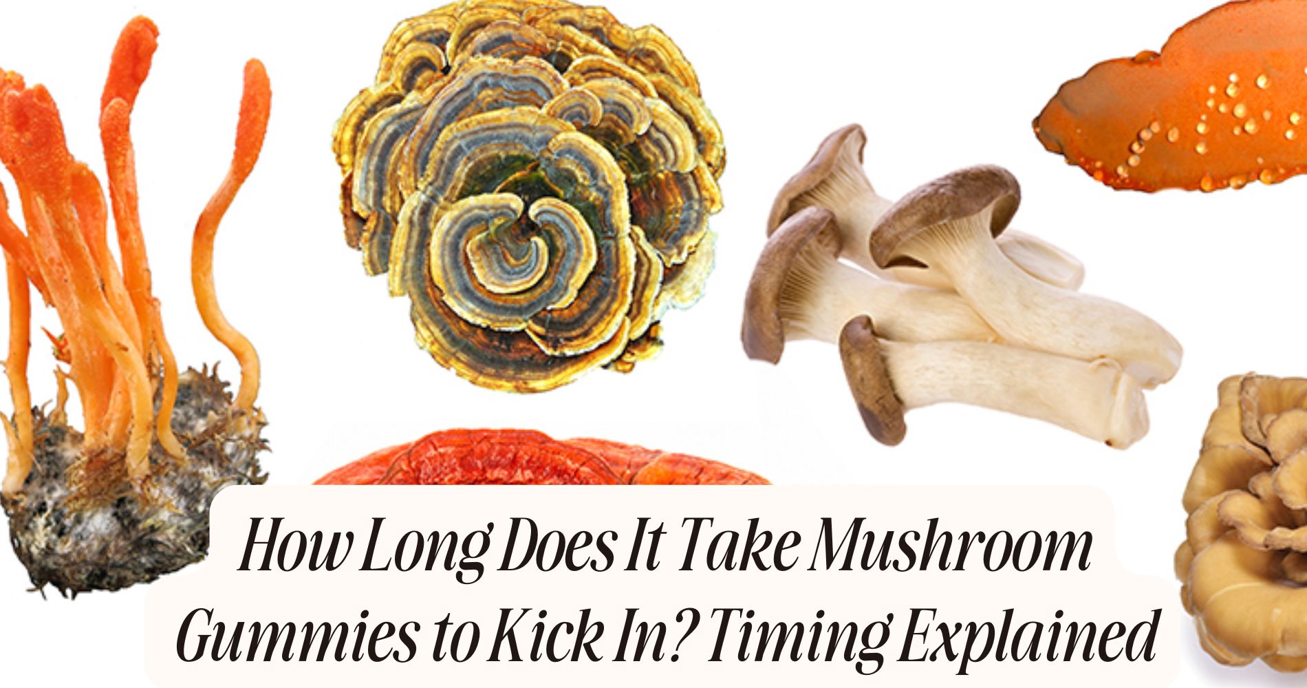 how long does it take mushroom gummies to kick in