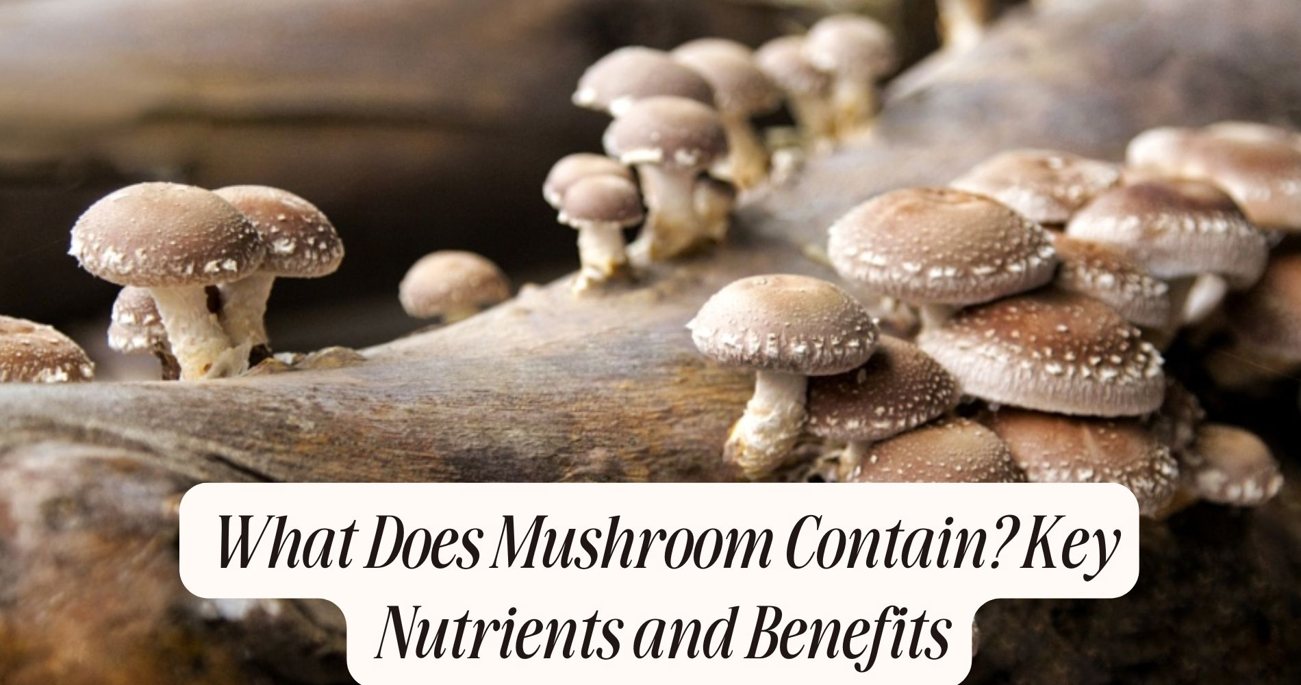 what does mushroom contain