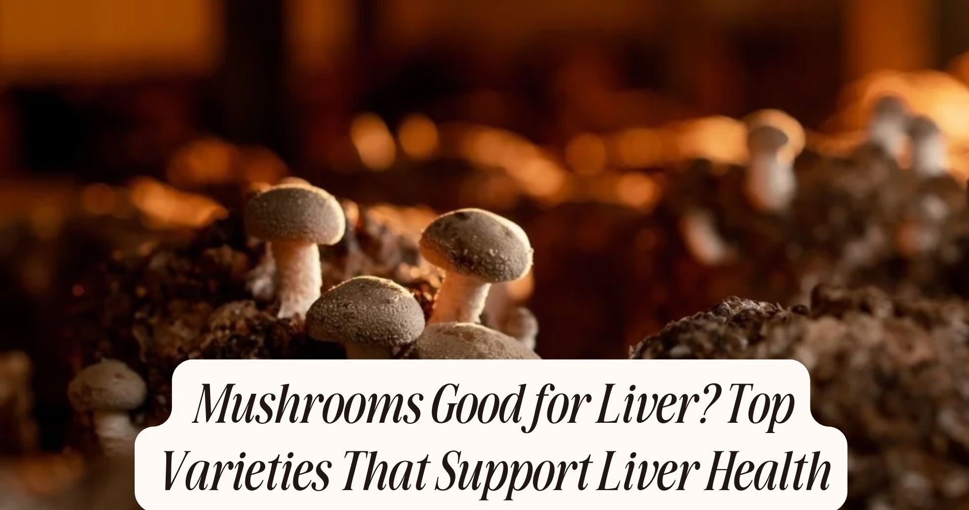 mushrooms good for liver