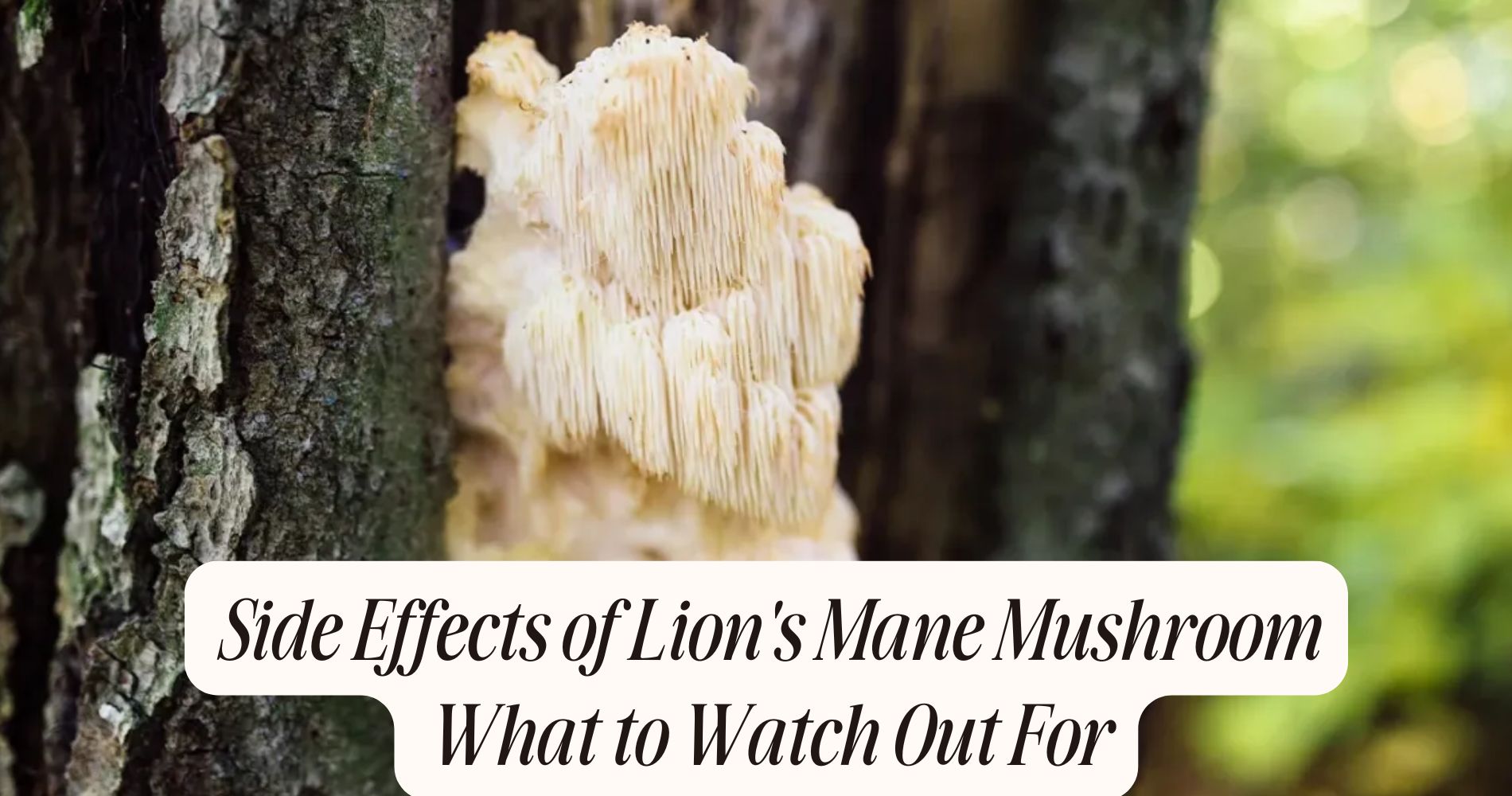 side effects of lion's mane mushroom
