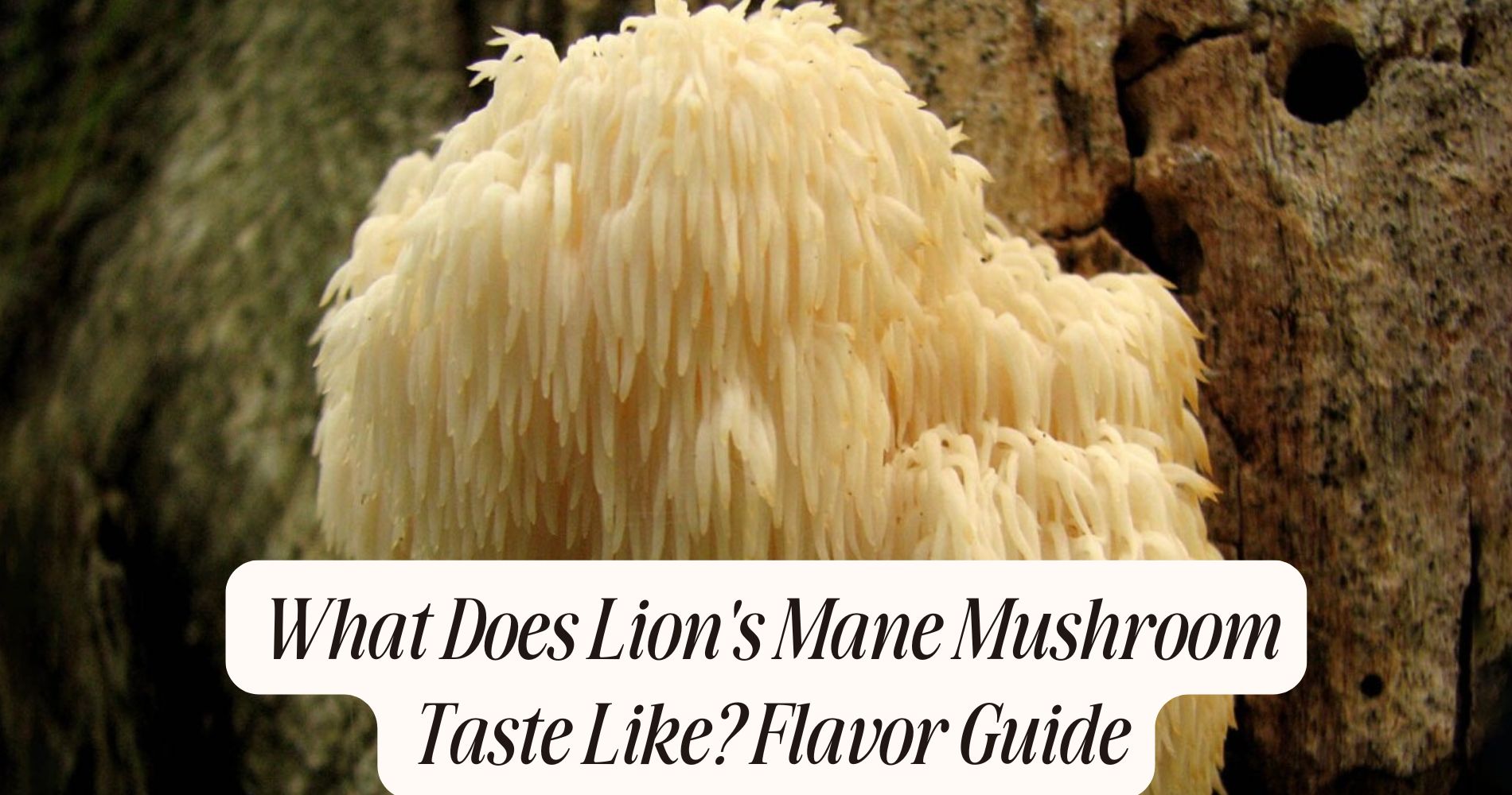 what does lion's mane mushroom taste like