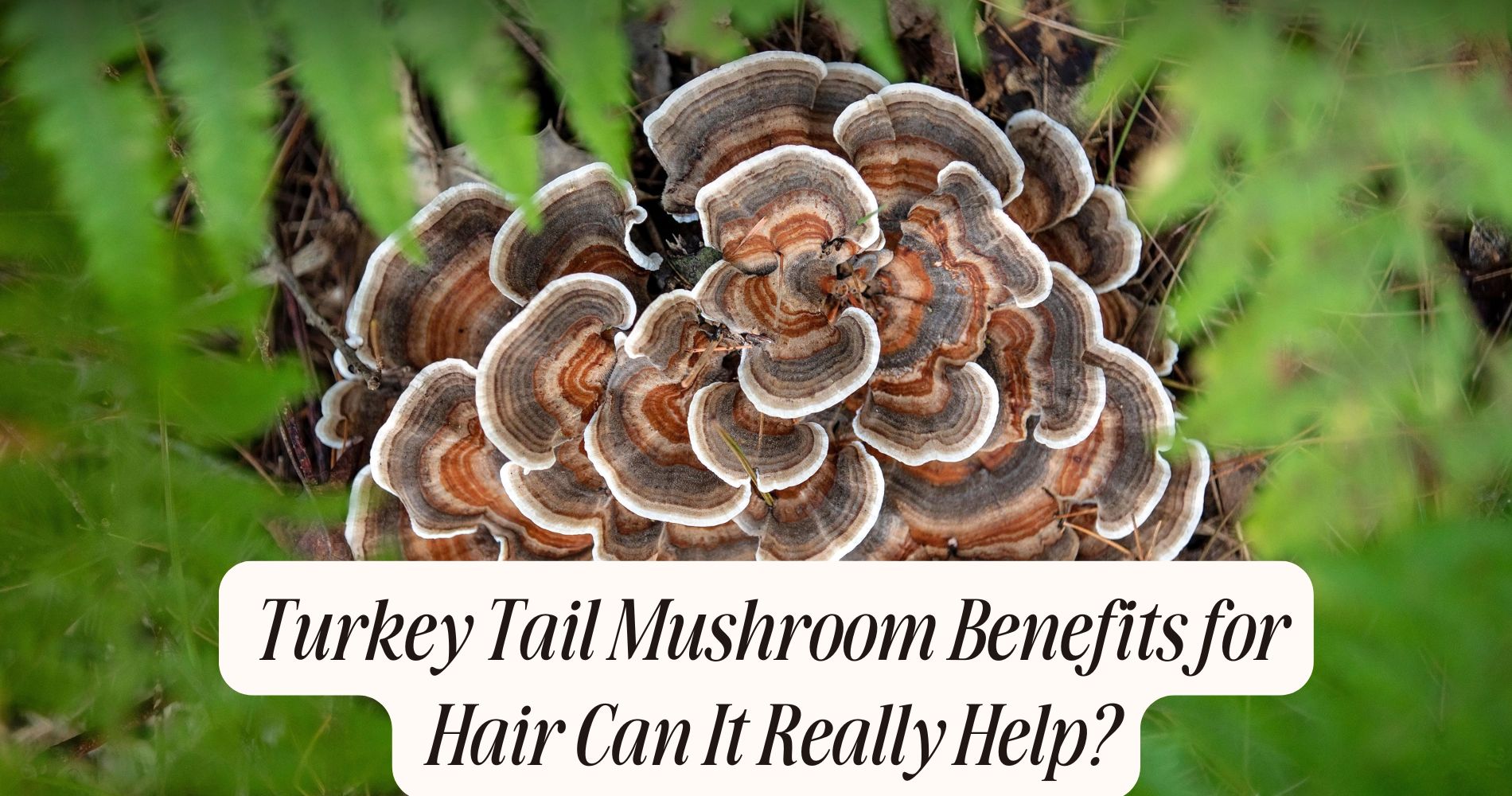 turkey tail mushroom benefits for hair