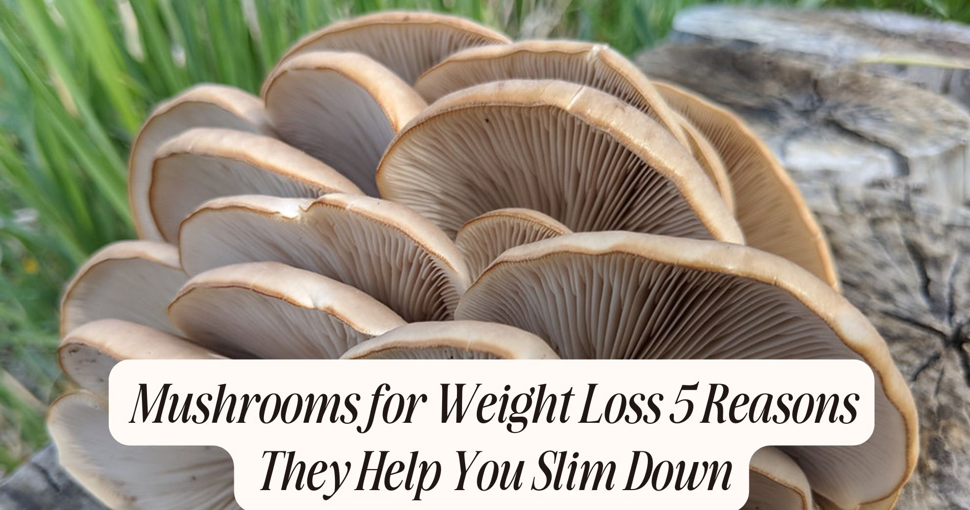 mushrooms for weight loss