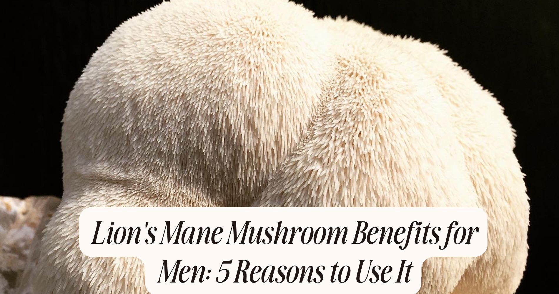 lion's mane mushroom benefits for men