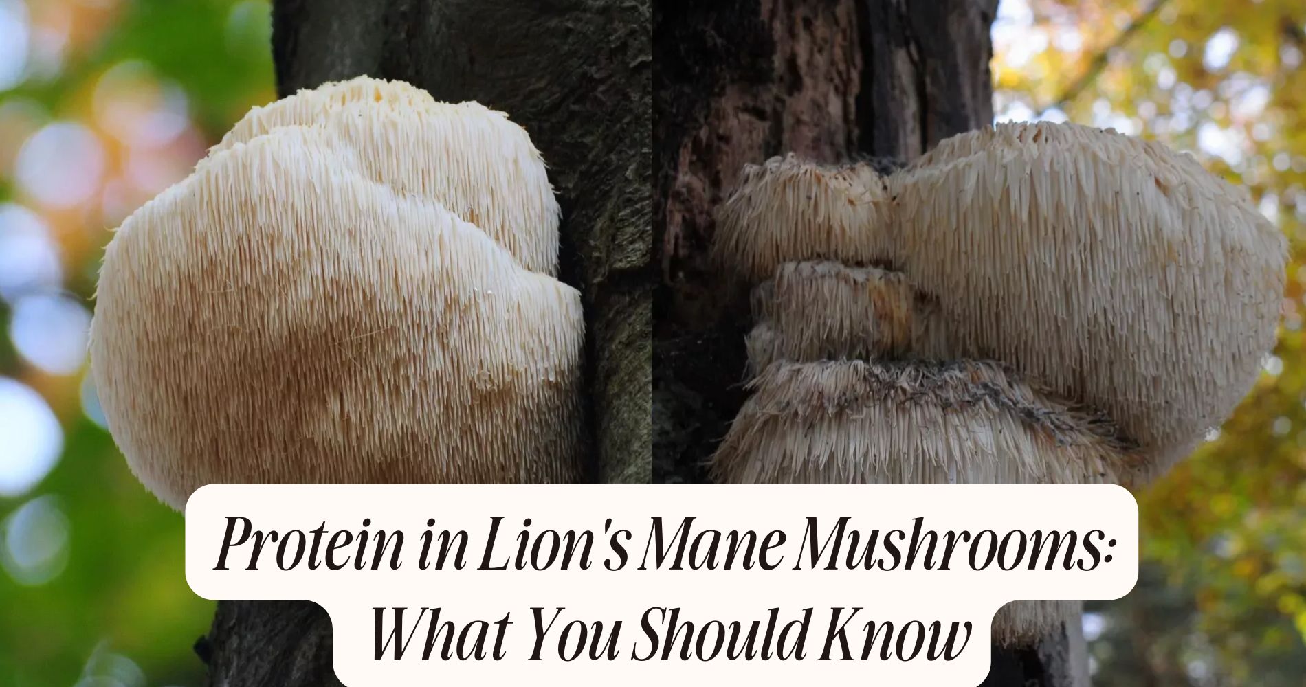 protein in lion's mane mushrooms