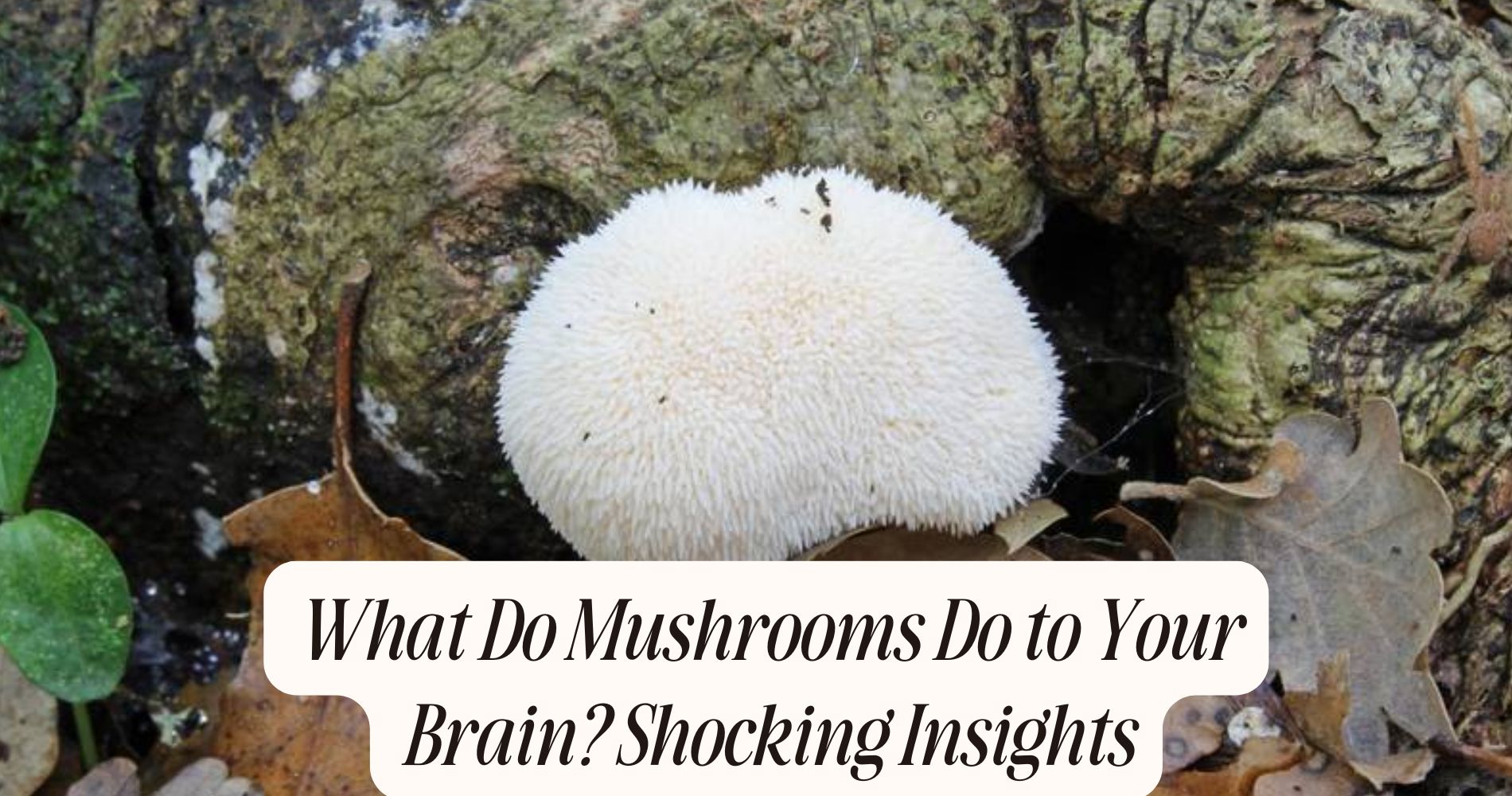 what do mushrooms do to your brain