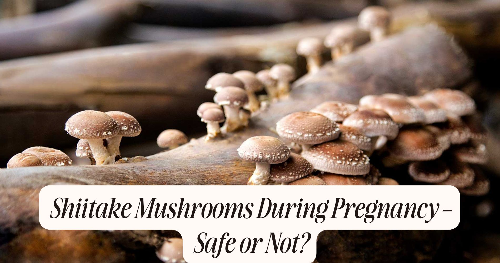 shiitake mushrooms during pregnancy