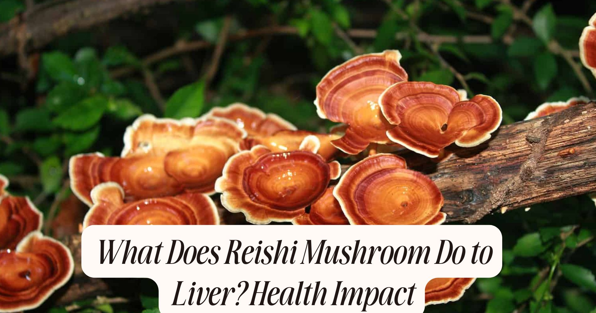 what does reishi mushroom do to liver