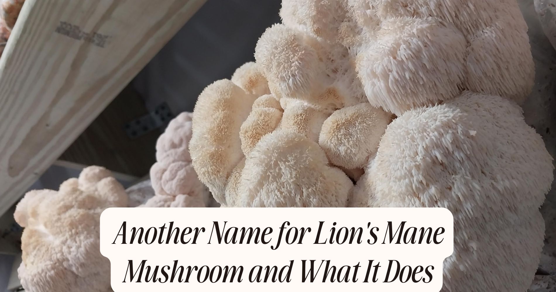 another name for lion's mane mushroom