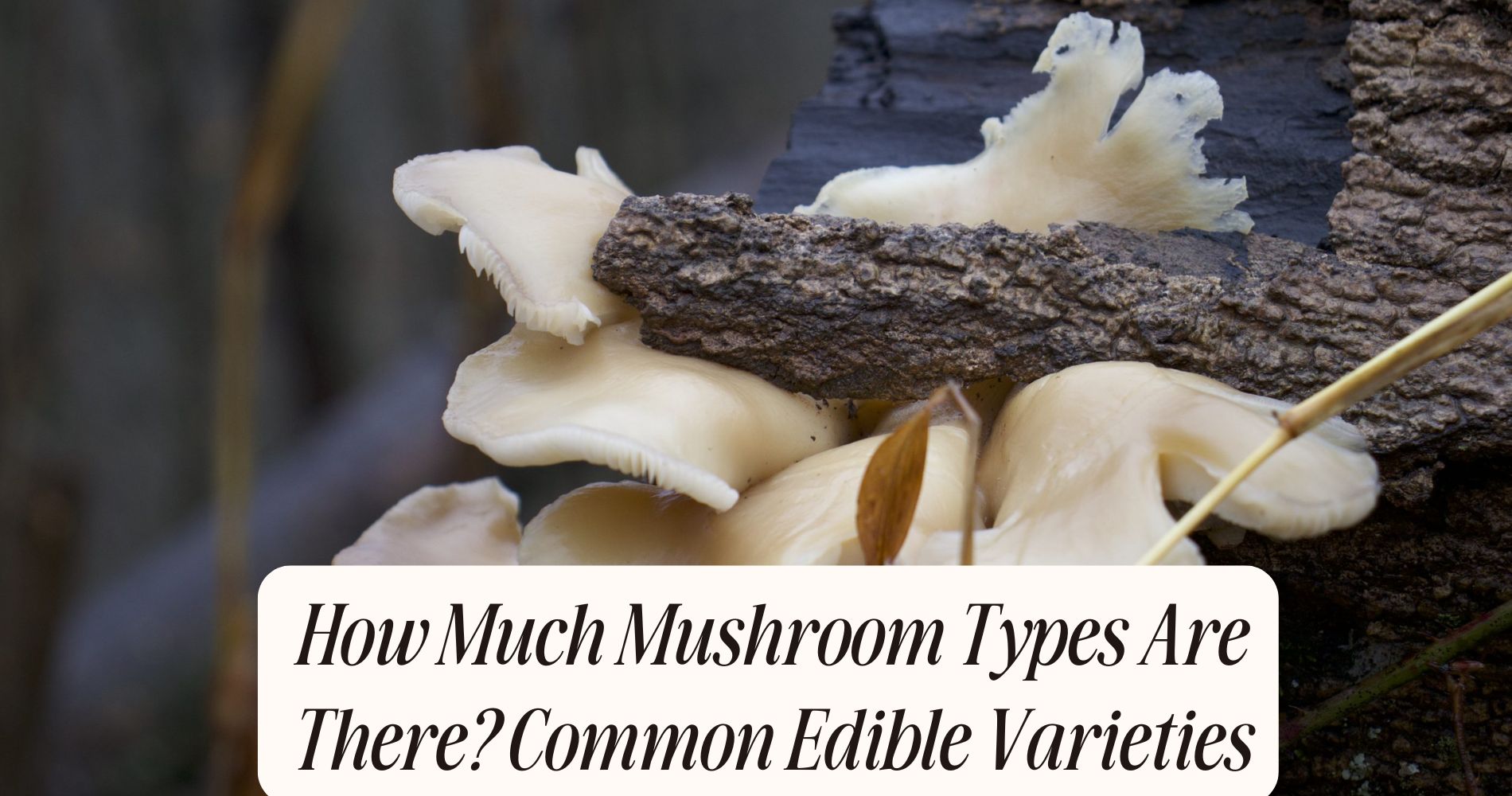 how many mushroom types are there