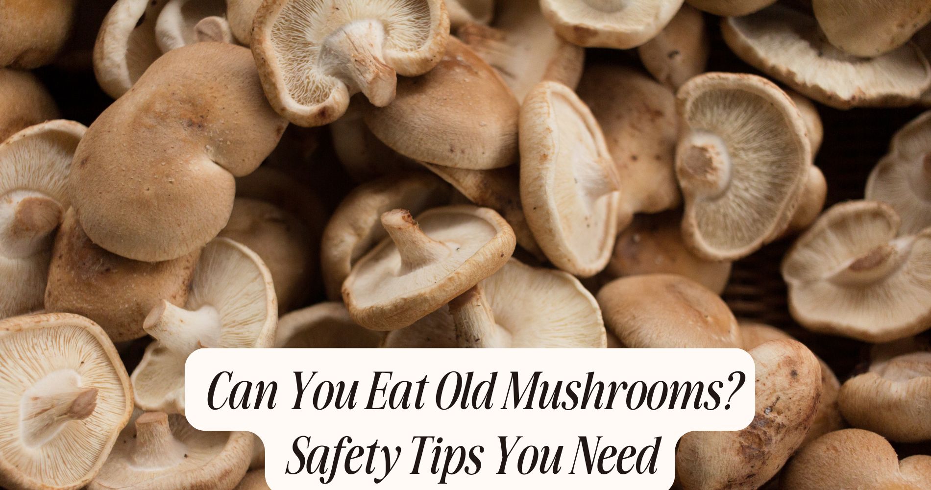 can you eat old mushrooms