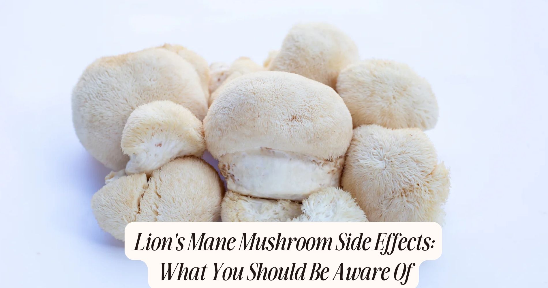lion's mane mushroom side effects