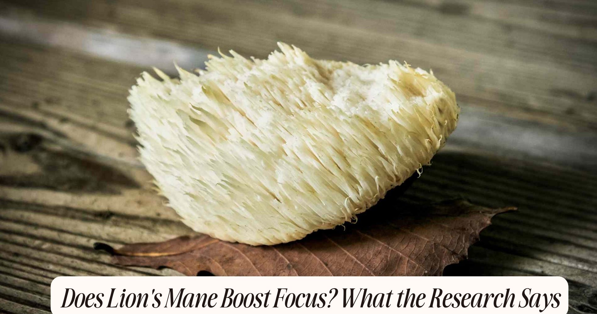 does lion's mane help with focus