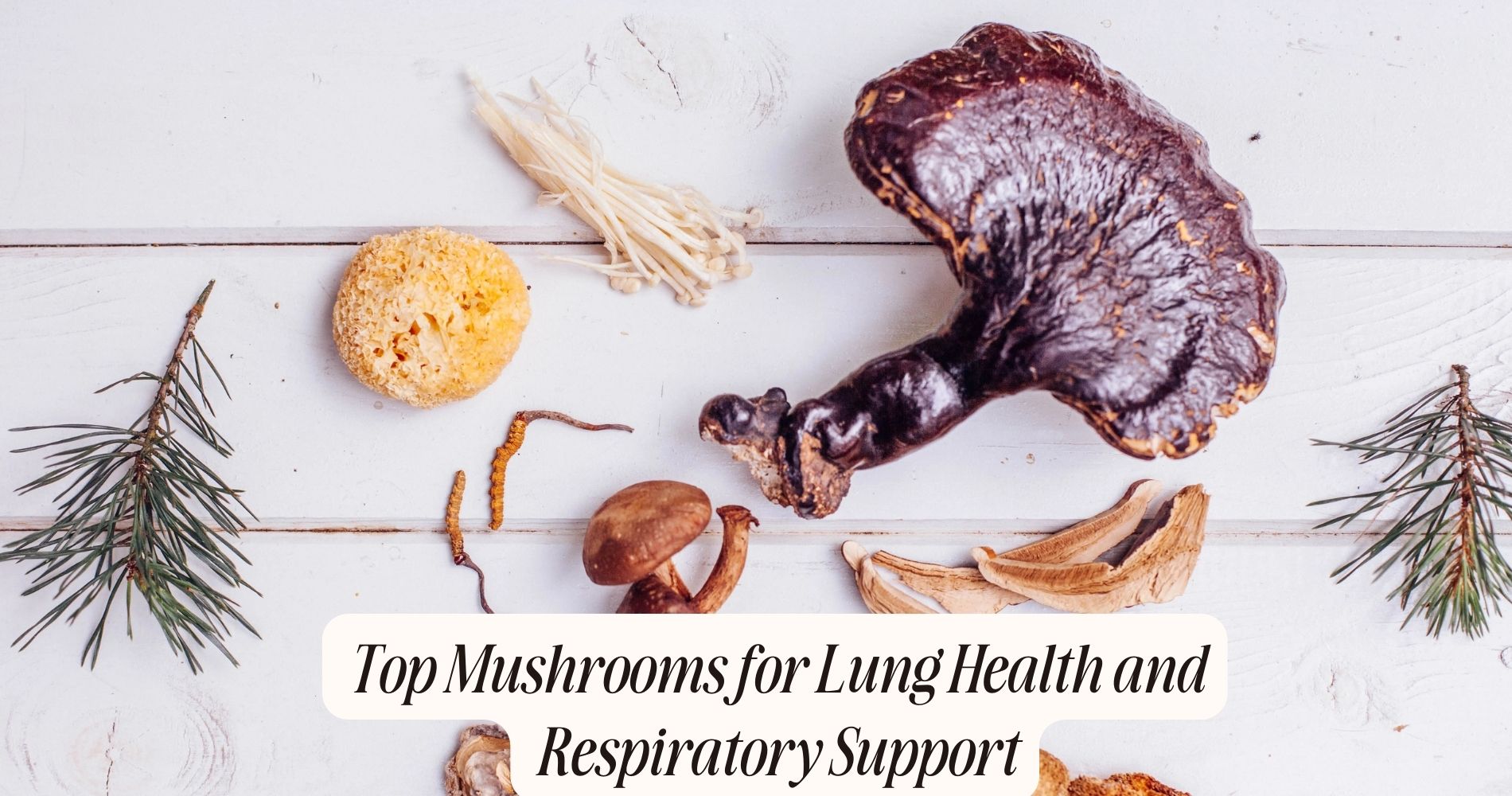 best mushroom for lungs