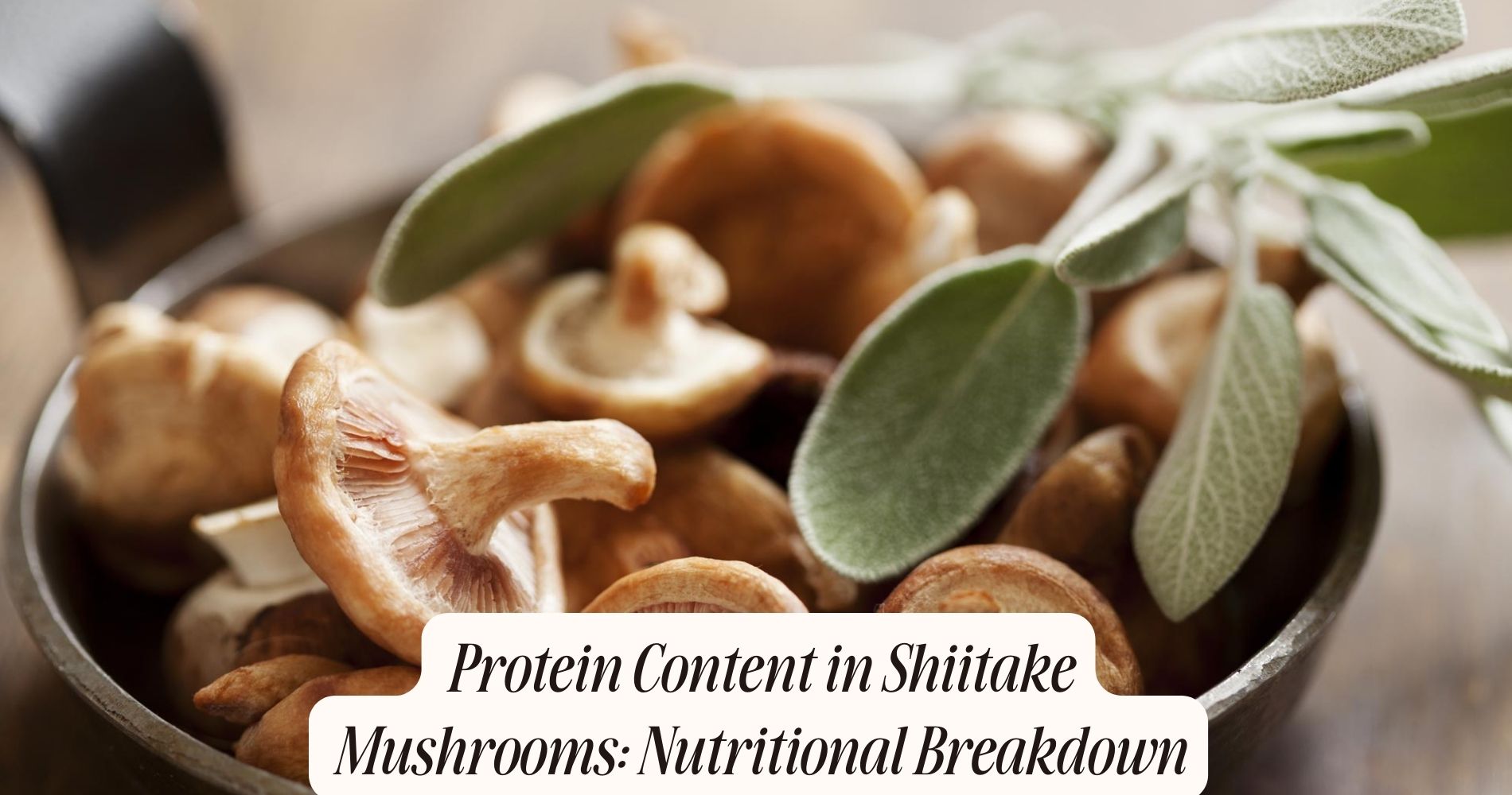 Shiitake Mushroom Nutrition Profile: A Complete Breakdown 