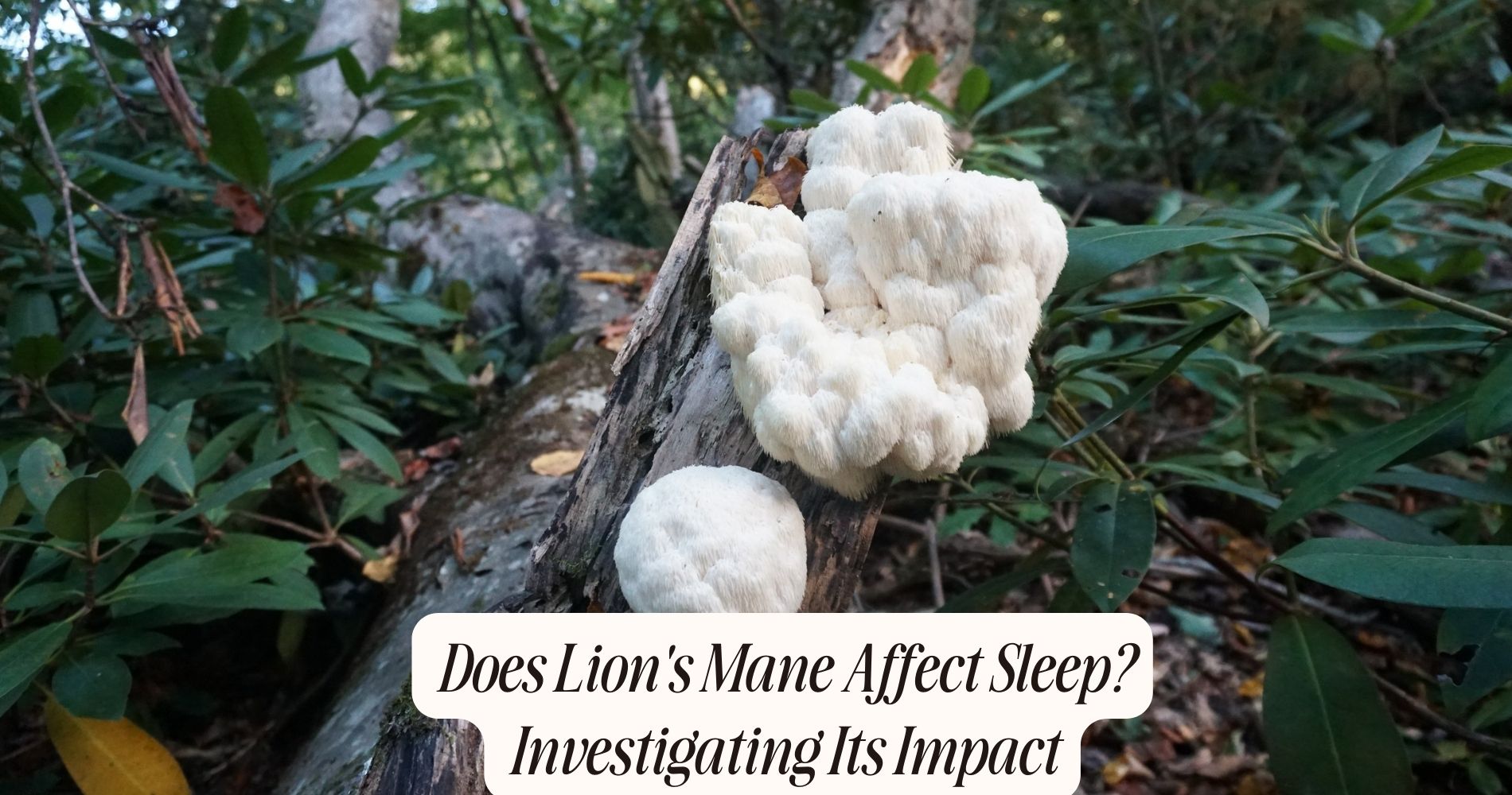 does lion's mane keep you awake