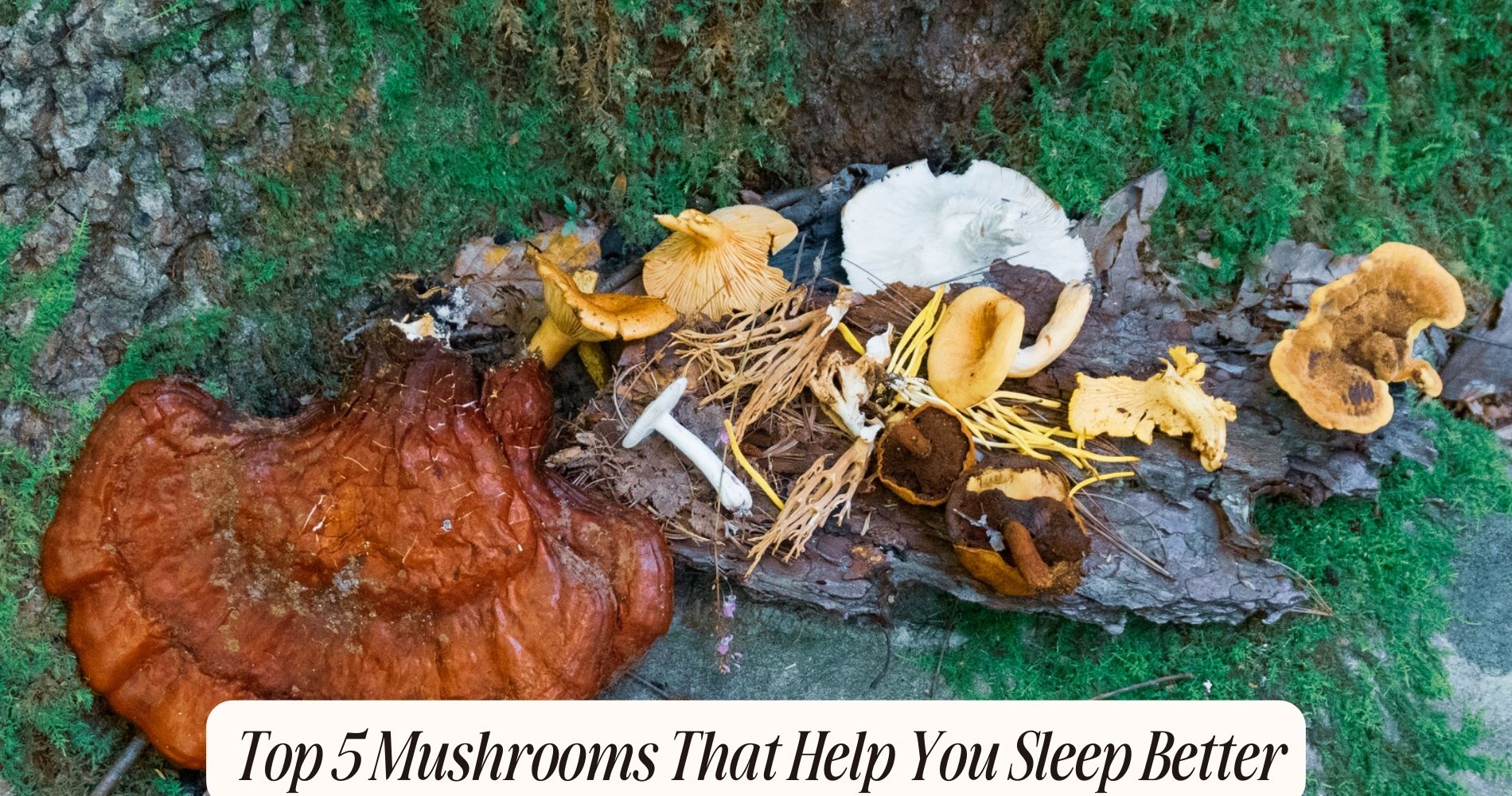 mushrooms that help you sleep