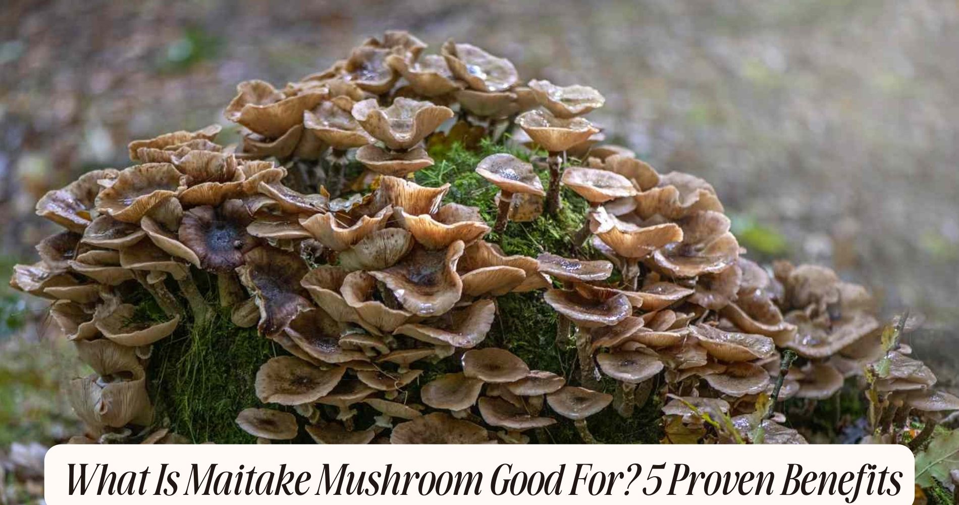 what is maitake mushroom good for