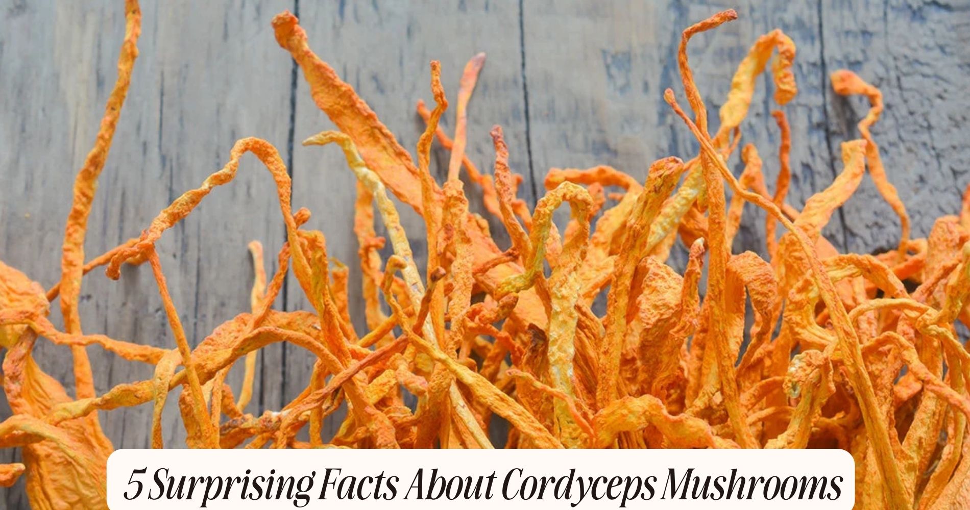 facts about cordyceps