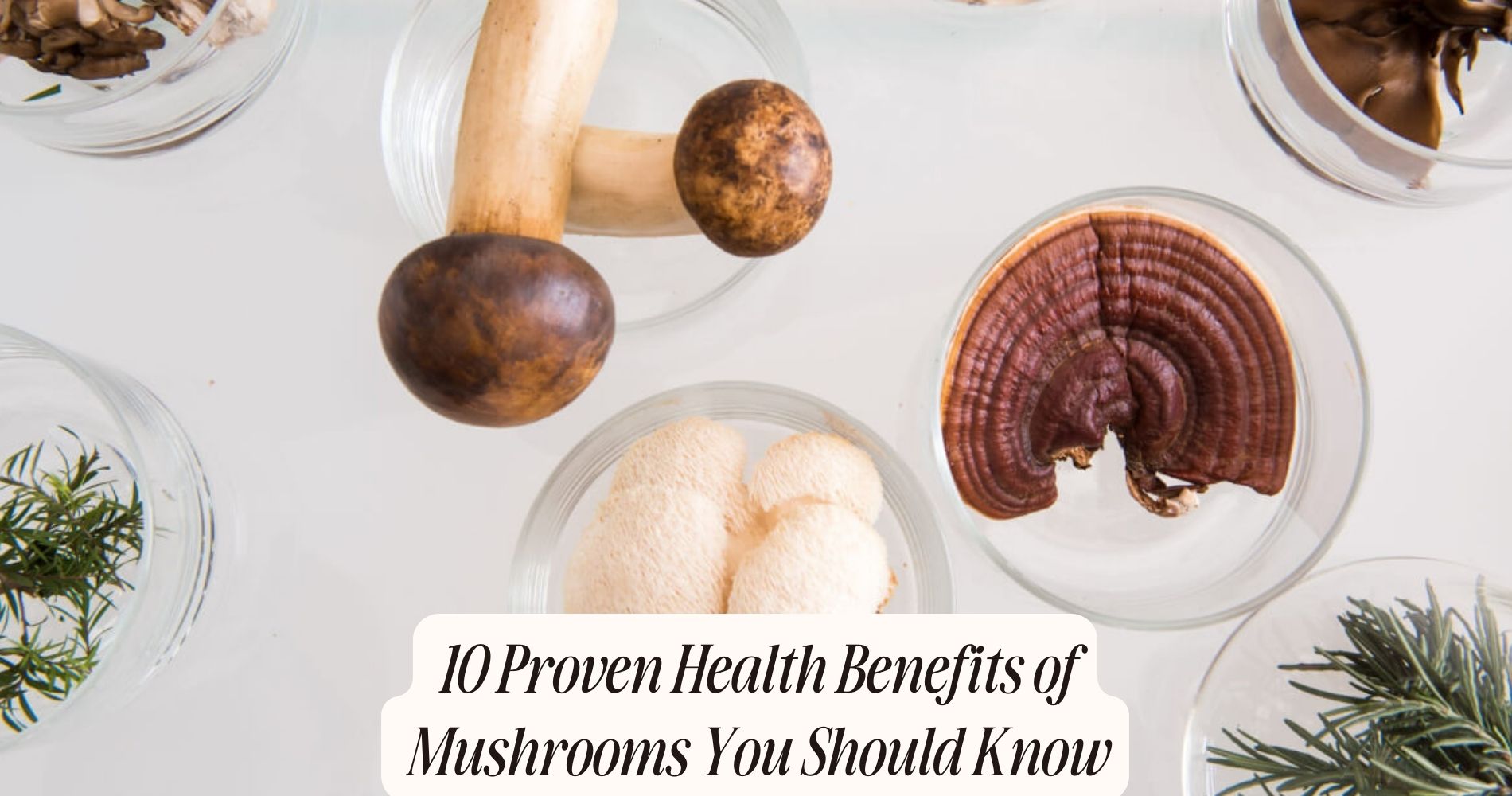 10 health benefits of mushrooms