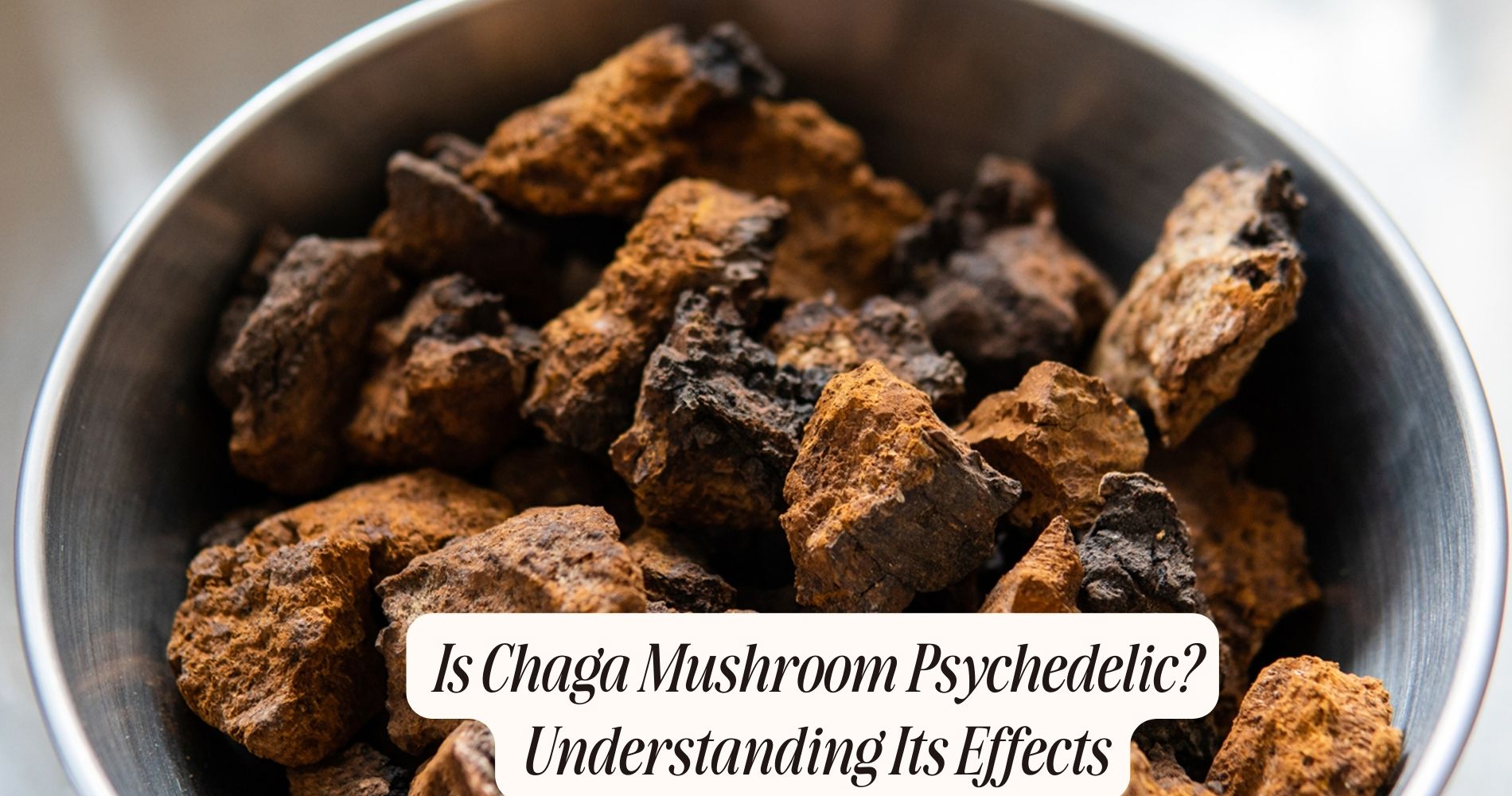 is chaga mushroom psychedelic