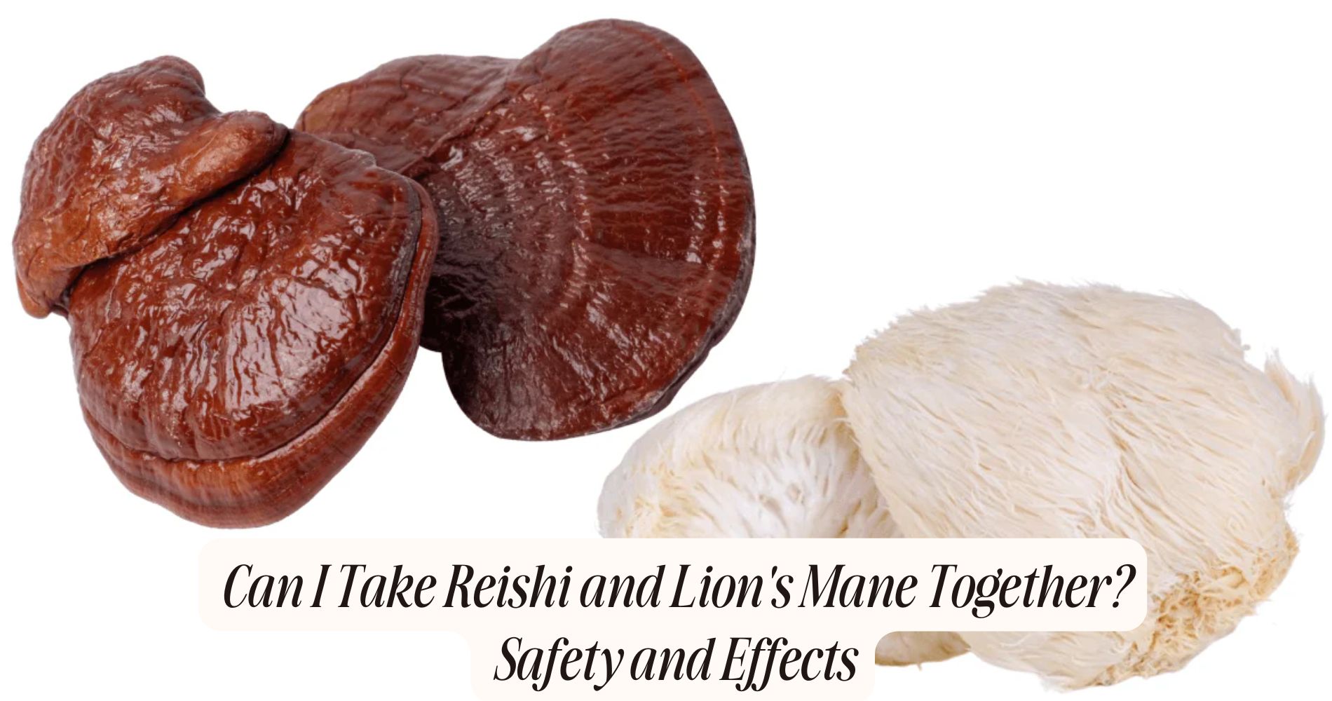 can i take reishi and lion's mane together